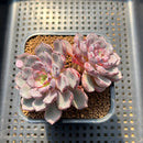 Echeveria 'Wiz Beauty' 3"-4" Succulent Plant Cutting