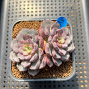 Echeveria 'Wiz Beauty' 3"-4" Succulent Plant Cutting