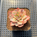 Echeveria 'Esther' Variegated 2" Succulent Plant Cutting