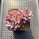 Echeveria 'Wiz Beauty' 3"-4" Succulent Plant Cutting