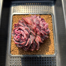 Echeveria 'Yasmin' 3"-4" Succulent Plant Cutting