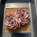 Echeveria 'Yasmin' 3"-4" Succulent Plant Cutting
