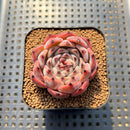 Echeveria 'Harvest' 2" Succulent Plant Cutting