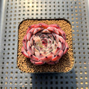Echeveria 'Harvest' 2" Succulent Plant Cutting