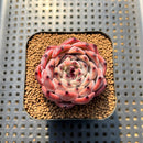 Echeveria 'Harvest' 2" Succulent Plant Cutting