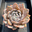 Echeveria 'Ivory' 5"-6" Large Succulent Plant