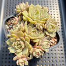 Echeveria 'Ben Badis' 3"-4" Cluster Succulent Plant Cutting
