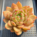 Echeveria sp. 3"-4" Succulent Plant Cutting