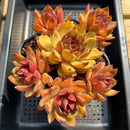 Echeveria Agavoides 'Phantom Gold' 8"-10" Extra Large Cluster Succulent Plant
