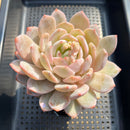 Echeveria 'Orange Monroe' 4"-5" Large Succulent Plant