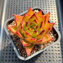 Echeveria Agavoides 'Orange Ebony' 2"-3" Succulent Plant