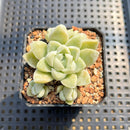 Echeveria 'Humilis' 2" Succulent Plant