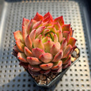 Echeveria 'Nomad' 2"-3" Succulent Plant