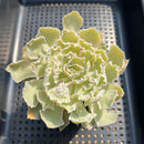 Echeveria 'Shaviana' Carunculated 2" Succulent Plant