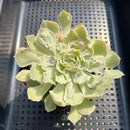 Echeveria 'Shaviana' Carunculated 3"-4" Succulent Plant