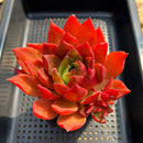 Echeveria Agavoides 'Wave' 4"-5" Succulent Plant