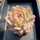 Echeveria 'Orange Monroe' 4"-5" Large Succulent Plant