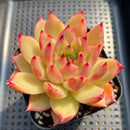 Echeveria Agavoides sp. 4" Succulent Plant