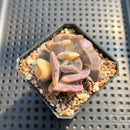 Echeveria 'Cubic Frost' Variegated 2"-3" Succulent Plant