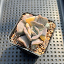 Echeveria 'Cubic Frost' Variegated 2"-3" Succulent Plant