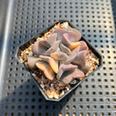 Echeveria 'Cubic Frost' Variegated 2"-3" Succulent Plant
