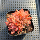Echeveria sp. 2"-3" Cluster Succulent Plant Cutting