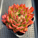 Echeveria 'Bradley' 3"-4" Succulent Plant
