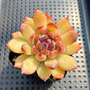 Echeveria 'Blood Maria' x 'Purposorum' 2"-3" Succulent Plant