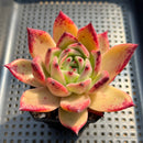 Echeveria Agavoides sp. 3"-4" Succulent Plant Cutting