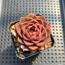 Echeveria Longissima 1”-2” Succulent Plant