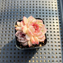 Echeveria 'Red Velvet' 2" Succulent Plant