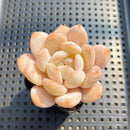 Echeveria 'Hosikage' 2"-3" Wide-leaf Succulent Plant