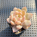 Echeveria 'Hosikage' 2"-3" Succulent Plant
