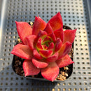 Echeveria Agavoides 'Red Plum' 3"-4" Succulent Plant