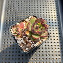 Echeveria Agavoides 'Eclipse' 2" (100% Grown In House) Succulent Plant