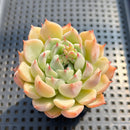 Echeveria sp. 2"-3" Succulent Plant