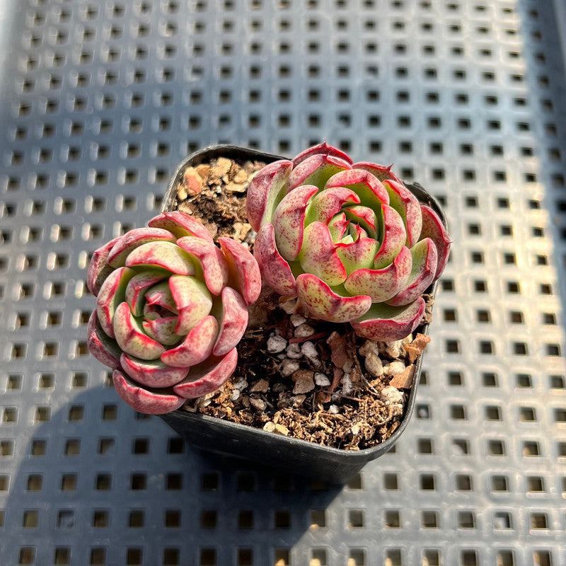 Echeveria sp. Freckled 2