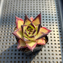 Echeveria Agavoides 'Black Ebony' 2" Succulent Plant