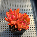Echeveria Agavoides 'Frank Reinelt' 2" Succulent Plant