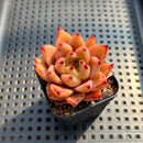 Echeveria Agavoides 'Romeo' 2" Seed-grown Succulent Plant