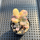 Cotyledon 'Orbiculata' Variegated 2" Succulent Plant