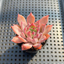 Echeveria 'Black Swan' 2"-3" Succulent Plant