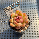 Echeveria 'Contrast' 2" Mam&Sister Farm Original Japanese Hybrid Succulent Plant