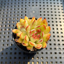 Echeveria Pulidonis Carunculated 2" Succulent Plant Cutting