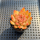 Echeveria sp. 2" Succulent Plant Cutting