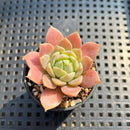 Echeveria sp. 2" Succulent Plant Cutting