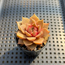 Echeveria ‘Mysterious Rose’ 1”-2” Succulent Plant