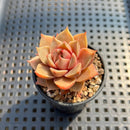 Echeveria ‘Mysterious Rose’ 1”-2” Succulent Plant