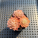 Echeveria 'Charles Rose' 2" Cluster Succulent Plant