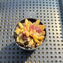 Echeveria 'Aris' 1" (Flower Village Hybrid) Succulent Plant